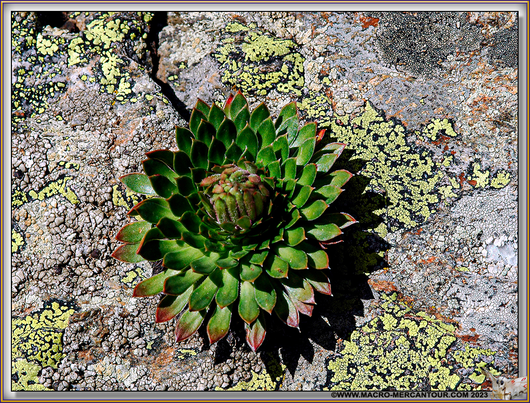 Saxifrage florulenta Moretti